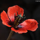 Papaver argemone L.的圖片