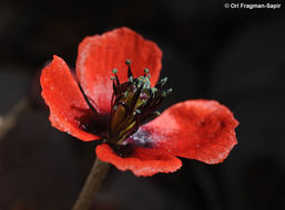 Image of Prickly Poppy