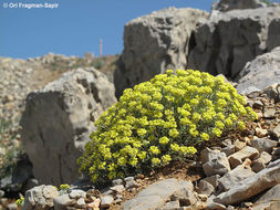 Sivun Alyssum baumgartnerianum Bornm. kuva