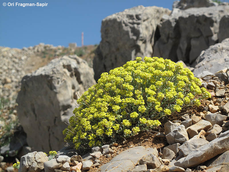 Sivun Alyssum baumgartnerianum Bornm. kuva