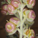 <i>Paracaryum rugulosum</i> resmi