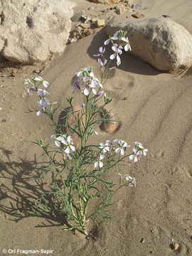 Image of Pseuderucaria clavata (Boiss. & Reut.) O. E. Schulz