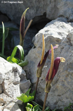 Image of Arum rupicola Boiss.