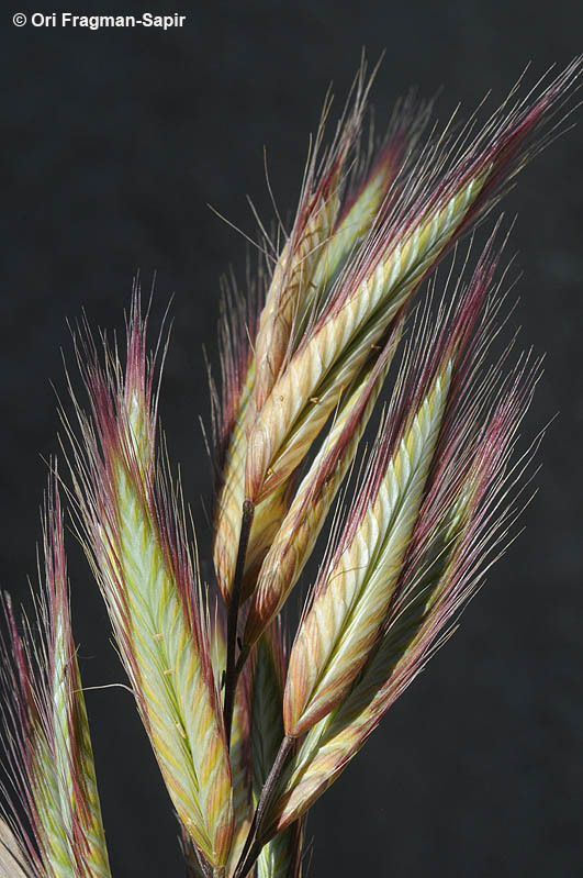 Image of oat brome