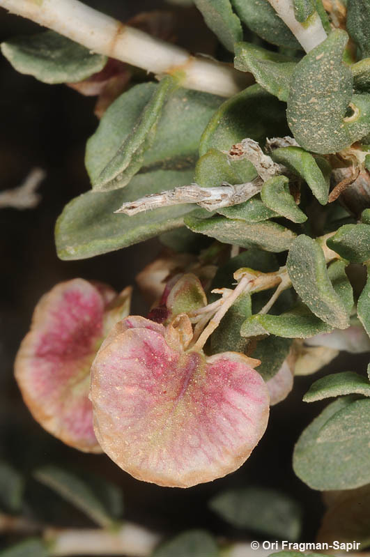 Image of Atraphaxis spinosa L.