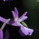 Sivun Orchis anatolica Boiss. kuva