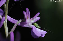 Sivun Orchis anatolica Boiss. kuva