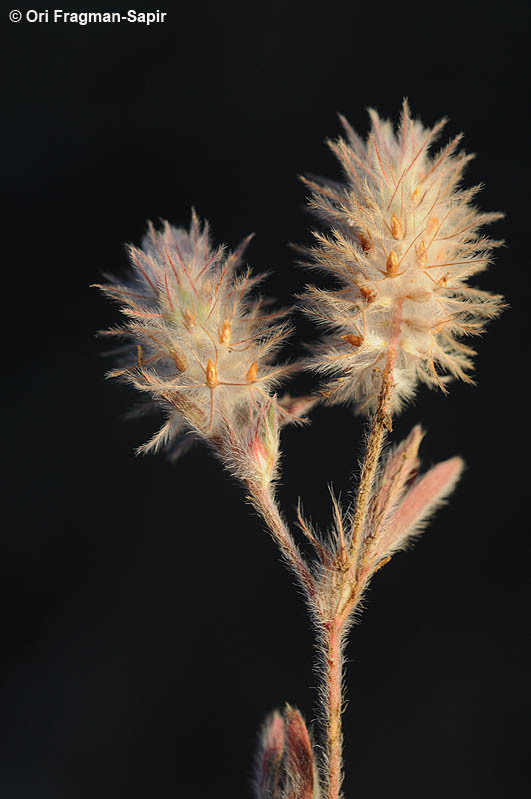 Image of Hare's-foot Clover