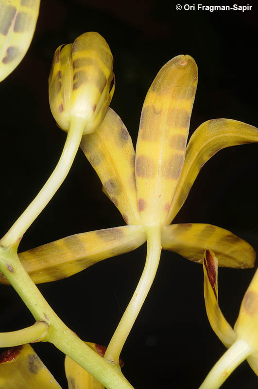 Image of Leopard orchid