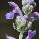 Image of Nepeta curviflora Boiss.