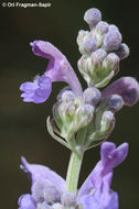 Image of Nepeta curviflora Boiss.