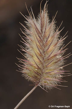 Image of Eremopyrum distans (K. Koch) Nevski