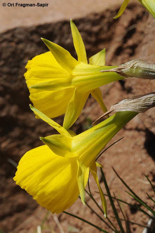 Image of Narcissus jeanmonodii Fern. Casas