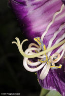 Imagem de Cobaea scandens Cav.