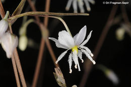 Image of Arthropodium candidum Raoul