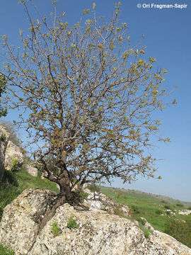 Image of Mt. Atlas mastic tree