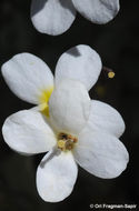 Image of Gray rockcress