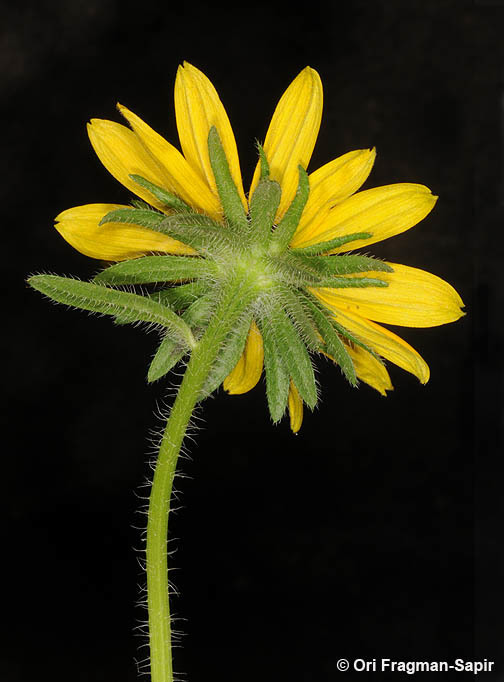 Image of blackeyed Susan