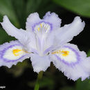 Imagem de Iris japonica Thunb.