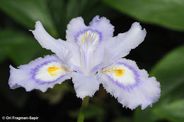 Image of Fringed iris