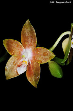 Imagem de Phalaenopsis venosa Shim & Fowlie