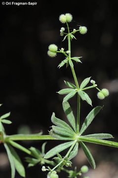 Image of Galium samuelssonii Ehrend.