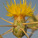 Image de Centaurea hyalolepis Boiss.