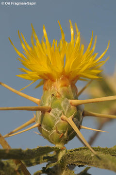 Image of Centaurea hyalolepis Boiss.