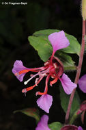 Image of elegant clarkia