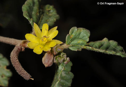 Image of threelocule corchorus