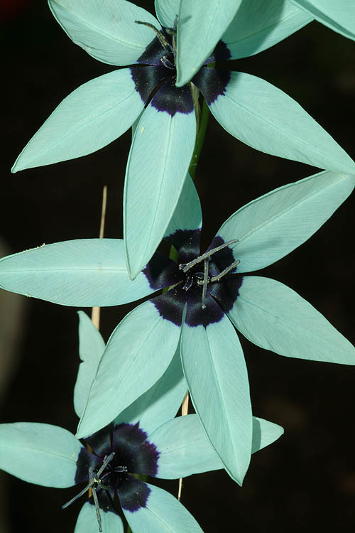 Image of Turquoise Ixia