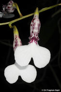 Image of Rodriguezia decora (Lem.) Rchb. fil.
