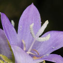 Image de Campanula peregrina L.