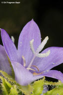 Image of Campanula peregrina L.