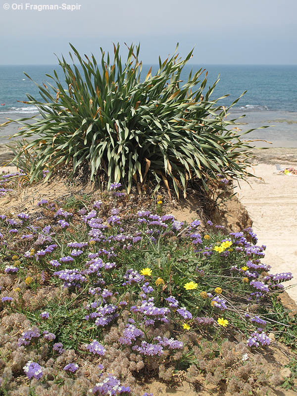 Image of sea-daffodil