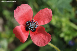 Image of round pricklyhead poppy