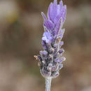 Image of French lavender