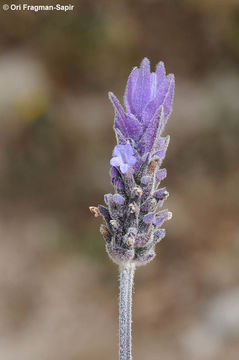 Image of French lavender