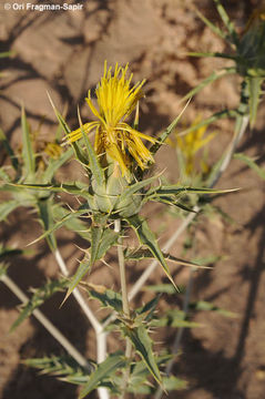 Carthamus persicus Willd. resmi