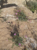 Sivun Erodium crassifolium (Forsk.) L'Hér. kuva