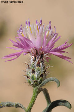 Image of Centaurea ammocyanus Boiss.