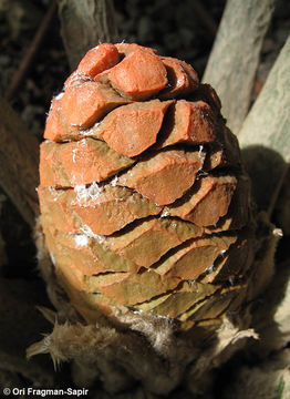 Слика од Encephalartos ferox G. Bertol