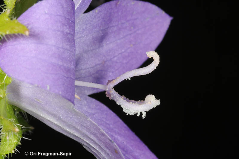 Image of Campanula peregrina L.