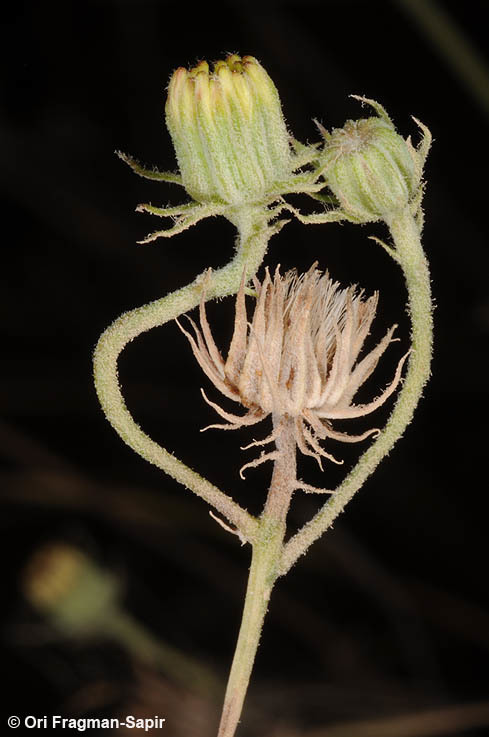 Image de Tolpis barbata (L.) Gaertn.