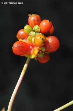 Image of Etruscan honeysuckle