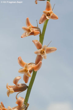 Plancia ëd Dipcadi serotinum (L.) Medik.