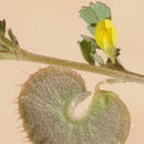 Image of Medicago radiata L.