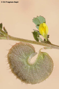 Image of Medicago radiata L.