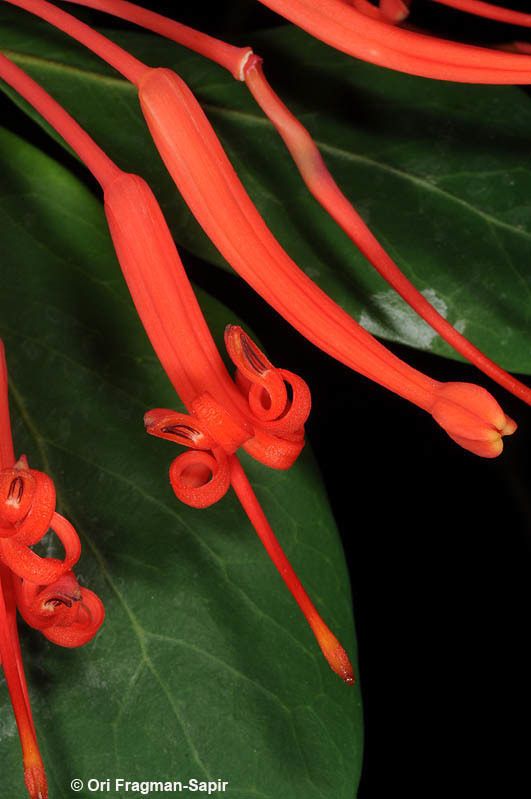 Image of Chilean firebush