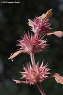 Image of Lamium garganicum L.